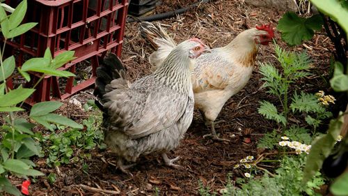 Backyard chickens have been linked to salmonella outbreaks in Queensland and Victoria.