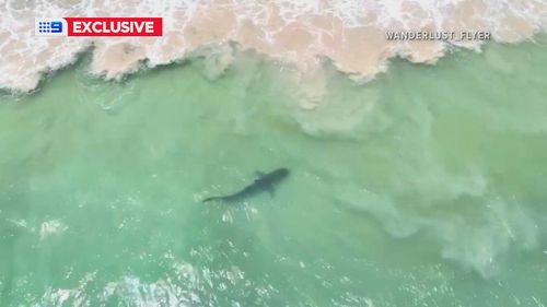 Tiger shark spotted at Perth beach