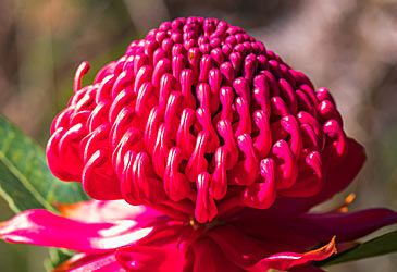 What is the common name for the Australian flower depicted here?