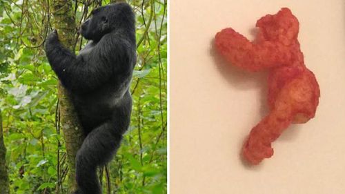 Harambe the gorilla and Harambe the Cheeto. (Ebay/valuestampsinc)