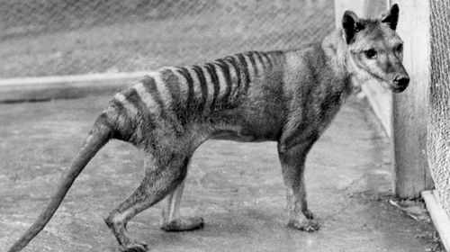 New search for the Tasmanian tiger