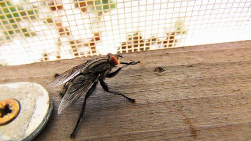 Frenchman blows up part of house trying to swat fly