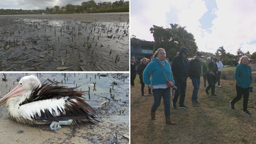 Sydney residents fight to save diminishing bay