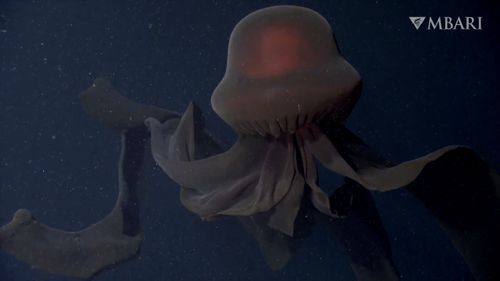Phantom jellyfish