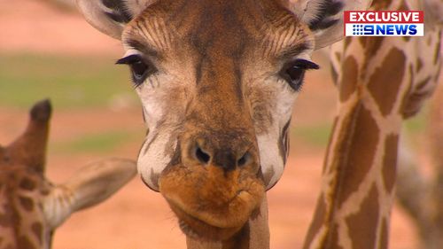 Scarlett arrives at her brand new home in Adelaide after a 2,000km journey from Queensland. Picture: 9News