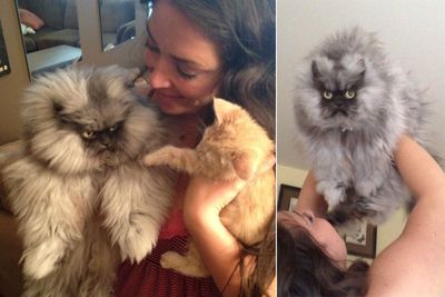 Grumpy-faced Colonel Meow has more than 18,000 friends on facebook but he couldn't care less.<br/><br/>He says, "My master is so happy that I have so many friends...what she calls 'friends' I call 'minions'. Stupid humans."