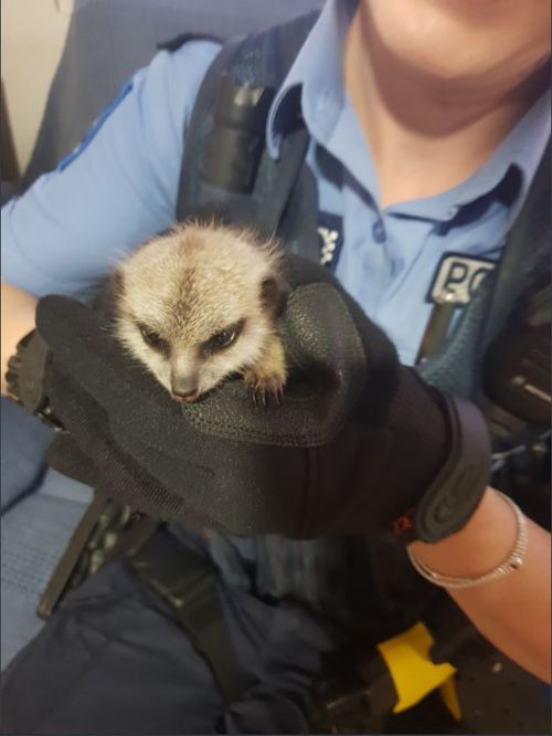 Police located the baby meerkat at a property in WA's wheatbelt three days after it was abducted.