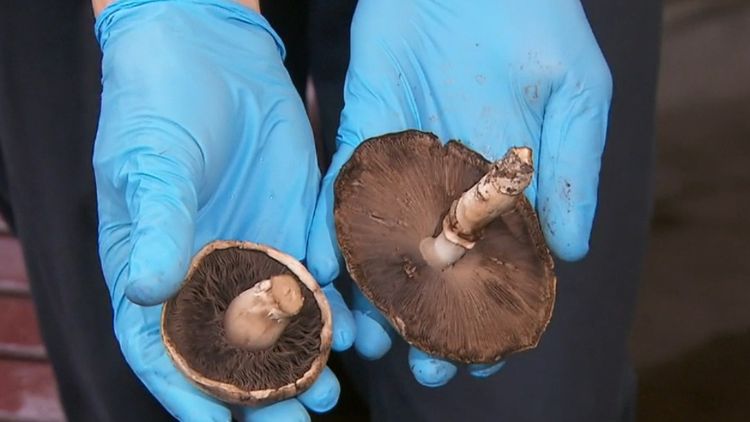 Melbourne deadly mushroom alert: death cap, yellow-stainer fungi