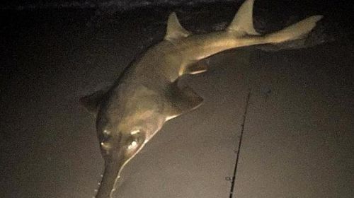 Qld fisher reels in large, rare sawfish