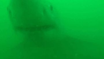 The approximately 2.5m long great white shark attacked Scott Tindale&#x27;s camera gear in the Kaipara Harbour, dragging the boat with Scott and wife Sue aboard.