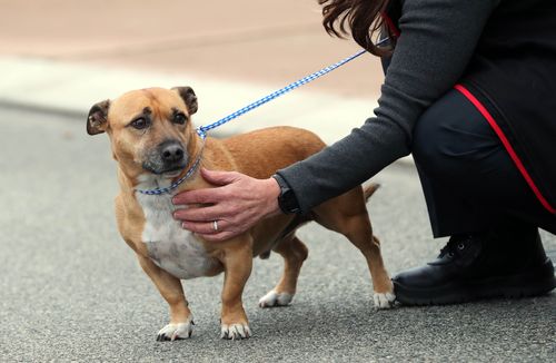 A dog was taken away from the scene. Picture: AAP