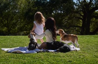 meghan markle rescue dog beagle guy tribute video instagram