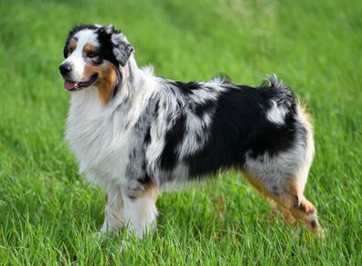 Australian shepherd in a green field