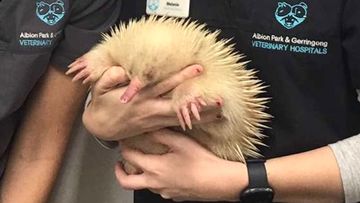  Vet Cindy Jarrett and vet nurse Melanie Puggioni with rare albino echidna &#x27;Mr Spike&#x27; before being placed into WIRES care 