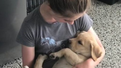 'Drop him off': Perth family offers $5000 for safe return of Labrador puppy