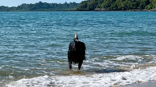 Cassowary swims into Queensland beach