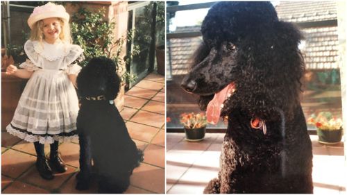 Buster was my family's first Standard Poodle.