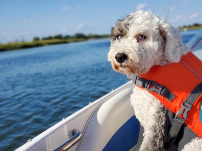 Dog with life vest on a boat