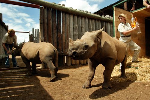 Thandi and Kapela, nine-month-old orphaned black rhinoceroses, run out of their transport crate after their release into a holding boma at Addo National Park, 50 miles north-east of Port Elizabeth, South Africa.