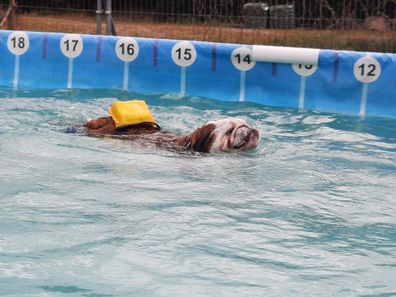 'Canine Dip and Dive' pool makes a splash with British pups.