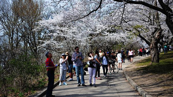 Sakura blossoms in High Park (AFP)