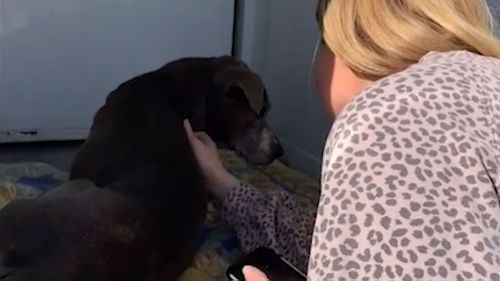 owner reunited with dog zoey after 12 years of separation