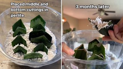 Snake plant cutting with roots after being propagated in perlite
