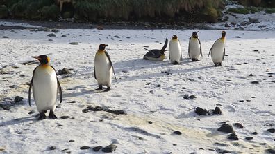 Penguins photographed by Dr Justine Shaw.