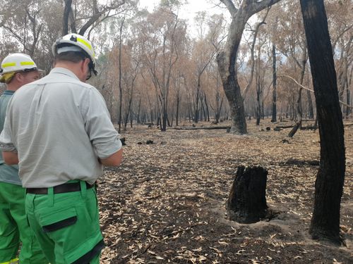 A specialist program to train vets in treating animals injured by bushfires has been introduced.