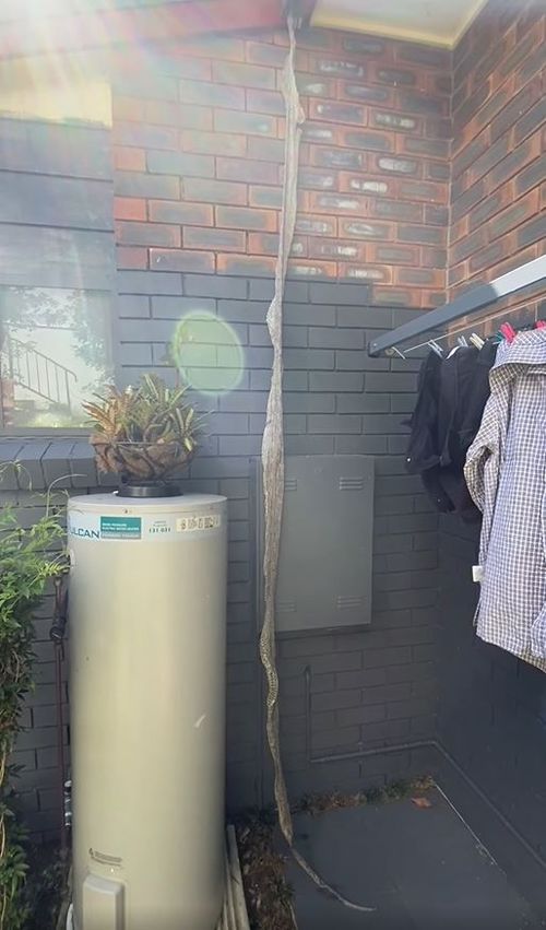 Buderim giant snake skin found hanging from roof - Sunshine Coast Snakecatchers 24/7 called in to help.
