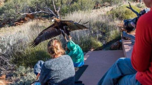 A boy was attacked by an eagle at the Alice Springs Desert Park on July 6. (Christine O'Connell)