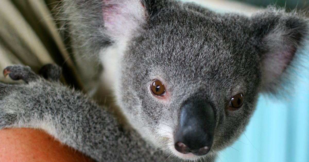 The unbearably gross fact about baby koalas that might ruin them