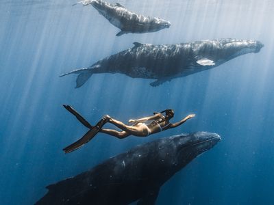 Swim with humpback whales