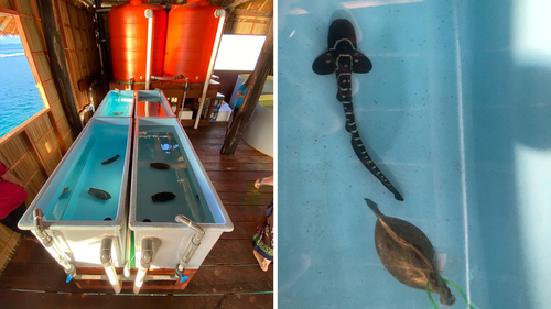 Left: Eggs in holding at Kri Island hatchery. Right: The first Sydney-bred zebra shark 'Audrey'. 