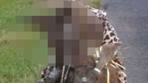PETA offers $5000 after kangaroo shot and dressed up on roadside