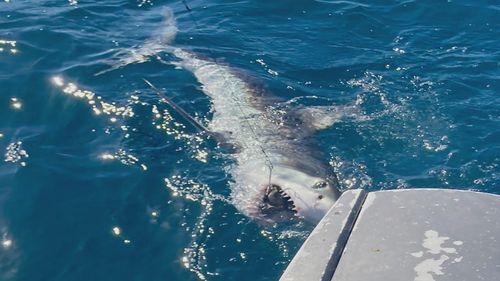 Adelaide shark bite Nathan Ness. More than two kilometres off the shore, the teenager ﻿reeled in the five-foot shark at about 1.30pm and hauled it onto their small boat.