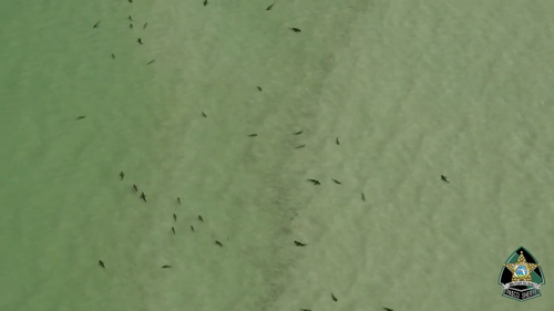 The sharks were spotted off Tampa earlier this week. 