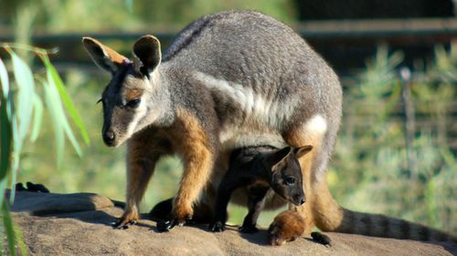 A yellow footed rock wallaby and its joey.