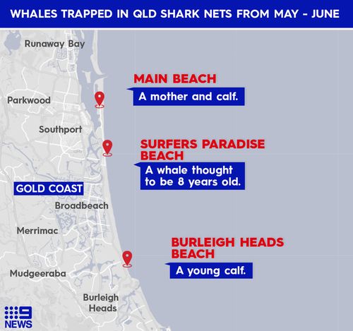 Four whales have been rescued from shark nets since the migration started in May.