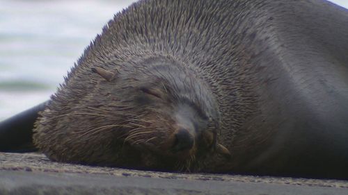 Victorian community divided by seal squatting on boat ramp.