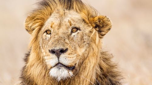 Lions found mutilated and poisoned in South Africa