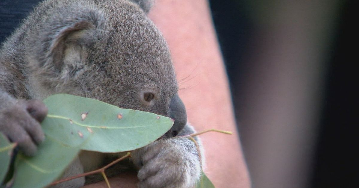 Iconic Queensland koala sanctuary to stop offering koala cuddles