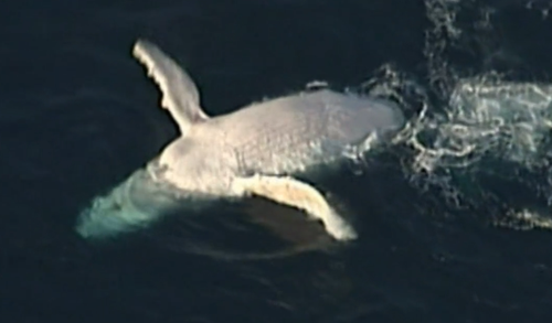 Australia's most famous cetacean, Migaloo the white whale, was last spotted five years ago, but a fresh sighting offï»¿ Queensland has fans hopeful there's a new white wonder residing in east coast waters.