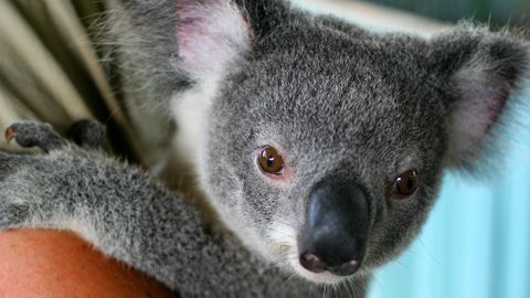 The Unbearably Gross Fact About Baby Koalas That Might Ruin Them For You Forever Nine Com Au