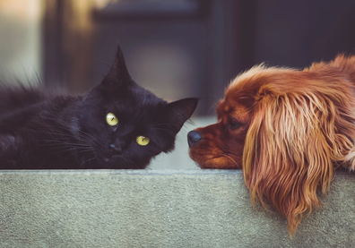 Cat and dog on sofa 