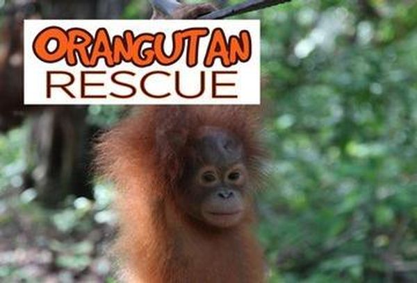 Orangutan Rehab