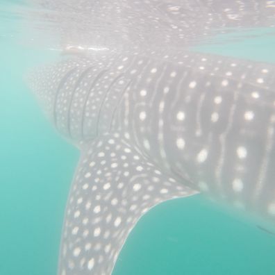 Whale shark swimming encounter in Cabo, Mexico