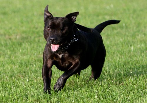 Staffordshire bull terriers are one breed linked to behaviour-related deaths