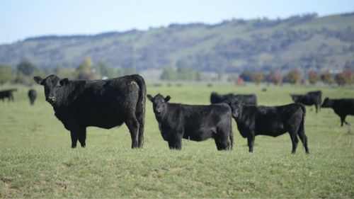 Japan suspends live cattle imports from Australia after detecting disease in quarantined heifers
