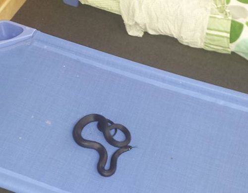 Red belly snuggled up in kid's cot safely removed from childcare centre